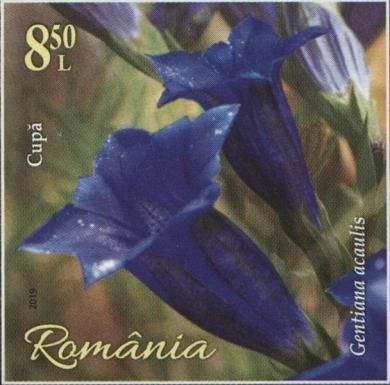 Trumpet Gentian (Gentiana acaulis)