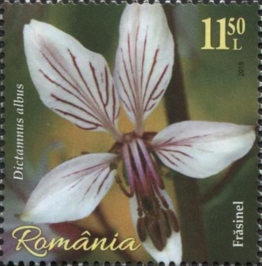 Dittany (Dictamnus albus)