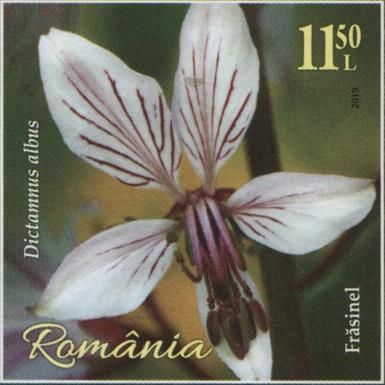 Dittany (Dictamnus albus)