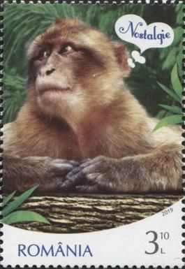 Barbary Macaque (Macaca sylvanus), Nostalgia