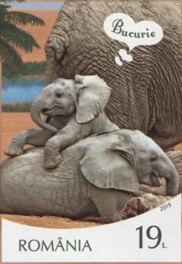 African Elephant (Loxodonta africana) and Joy