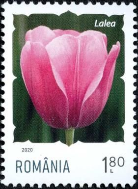 Tulip (Tulipa sp.)