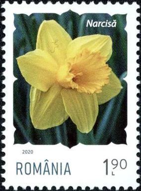 Daffodil (Narcissus pseudonarcissus)