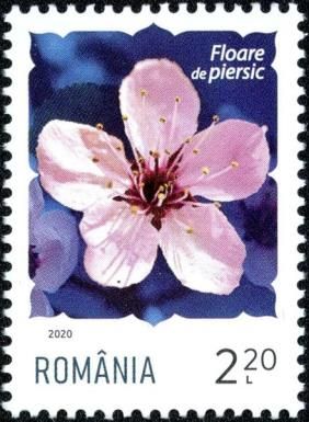 Peach Blossom (Prunus persica)
