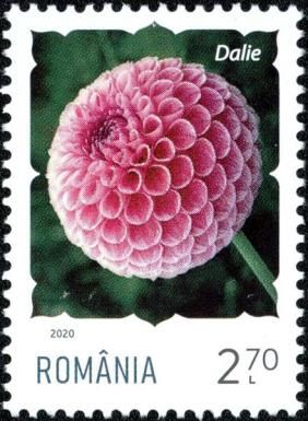 Dahlia (Dahlia sp.)