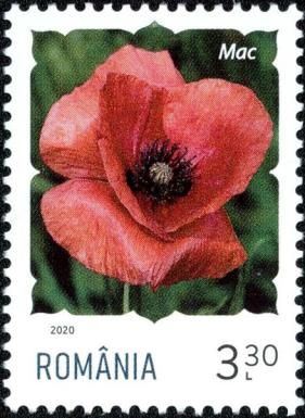 Poppy (Papaver rhoeas)