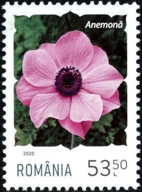 Anemone (Anemone coronaria)