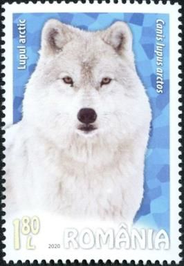 Arctic Wolf (Canis lupus arctos)