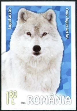 Arctic Wolf (Canis lupus arctos)