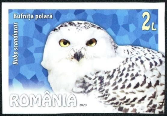 Snowy Owl (Bubo scandiacus)