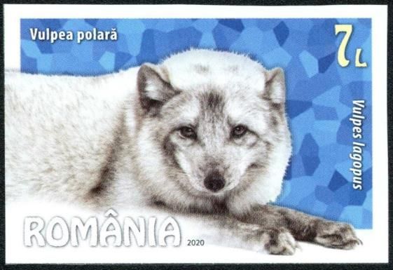 Arctic Fox (Vulpes lagopus)