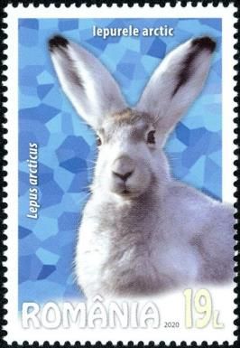 Arctic Hare (Lepus arcticus)
