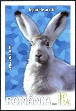 Arctic Hare (Lepus arcticus)