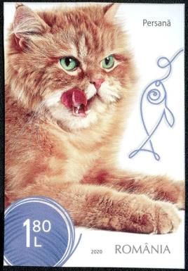 Persian Cat
