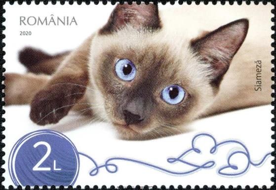 Siamese Cat