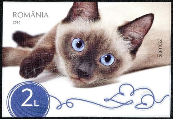 Siamese Cat