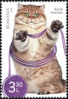 Red British Shorthair Cat