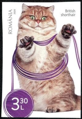 Red British Shorthair Cat