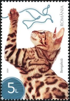 Bengal Cat