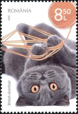 British Shorthair Cat