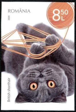 British Shorthair Cat