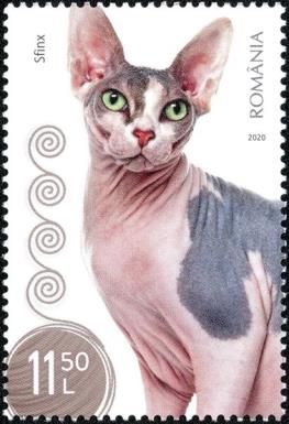 Sphynx Cat