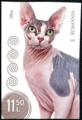 Sphynx Cat