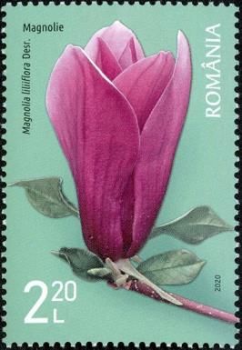 Red Magnolia (Magnolia liliiflora)