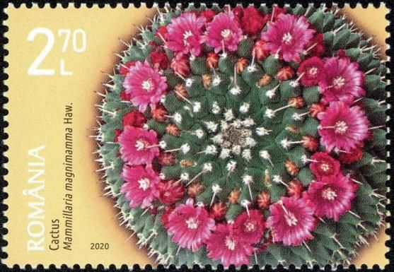 Mexican Pincushion (Mammillaria magnimamma)