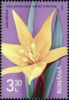 Wild Tulip (Tulipa sylvestris subsp. australis)