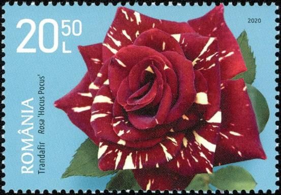Hocus Pocus Rose (Rosa "Hocus Pocus")