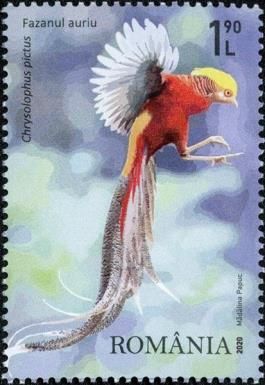 Golden Pheasant (Chrysolophus pictus)