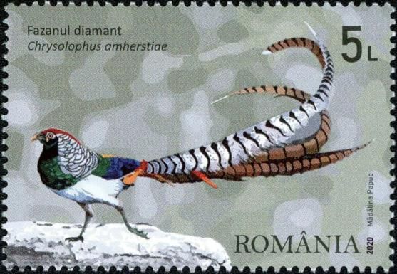 Diamond Pheasant (Chrysolophus amherstiae)