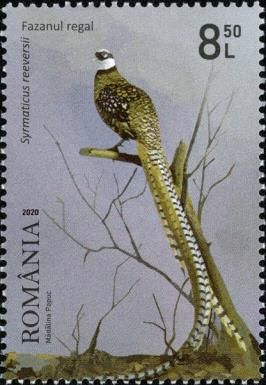 Reeves's Pheasant (Syrmaticus reevesii)
