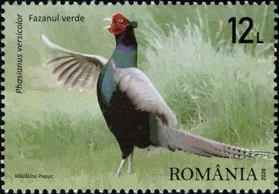 Hunting Pheasant (Phasianus colchicus)