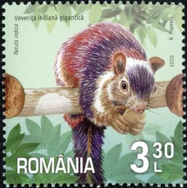 Indian Giant Squirrel (Ratufa indica)