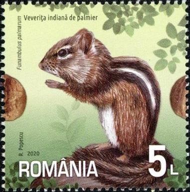 Indian Palm Squirrel (Funambulus palmarum)
