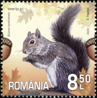 Eastern Gray Squirrel (Sciurus carolinensis)