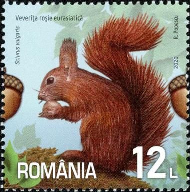 Eurasian Red Squirrel (Sciurus vulgaris)