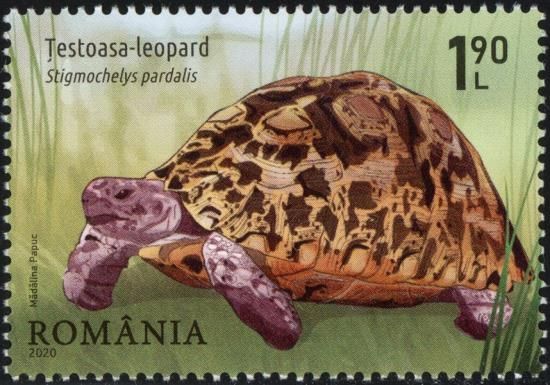 Leopard Turtle (Stigmochelys pardalis)