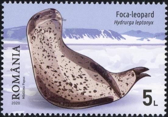Leopard Seal (Hydrurga leptonyx)