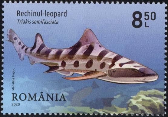 Leopard Shark (Triakis semifasciata)