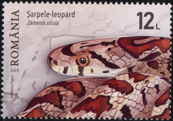 Leopard Snake (Zamenis situla)