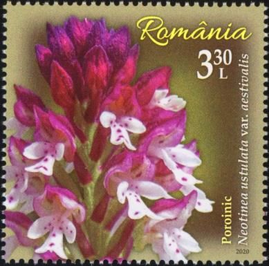 Burnt-Tip Orchid (Neotinea ustulata var. aestivalis)