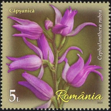 Red Hellborine (Cephalanthera rubra)