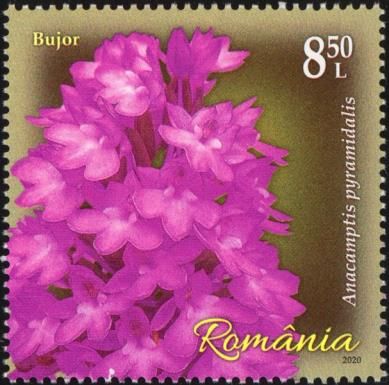 Pyramid Orchid (Anacamptis pyramidalis)