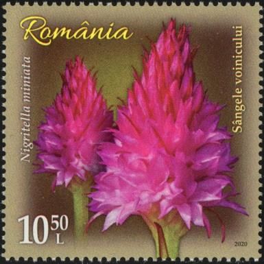 Nigritella miniata (syn. Gymnadenia rubra)