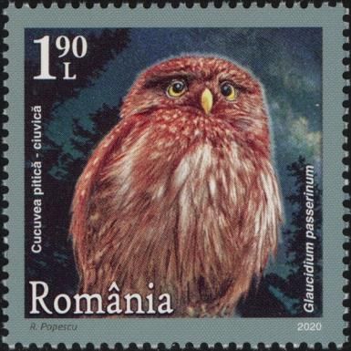 Eurasian Pygmy-Owl (Glaucidium passerinum)