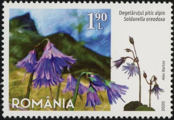 Alpine Snowbell (Soldanella oreodoxa)