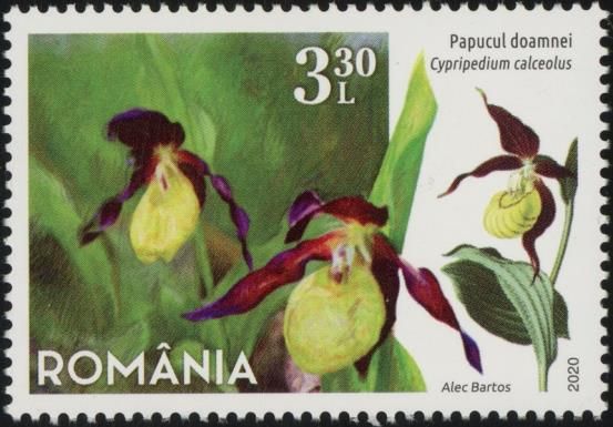 Lady’s-slipper Orchid (Cypripedium calceolus)